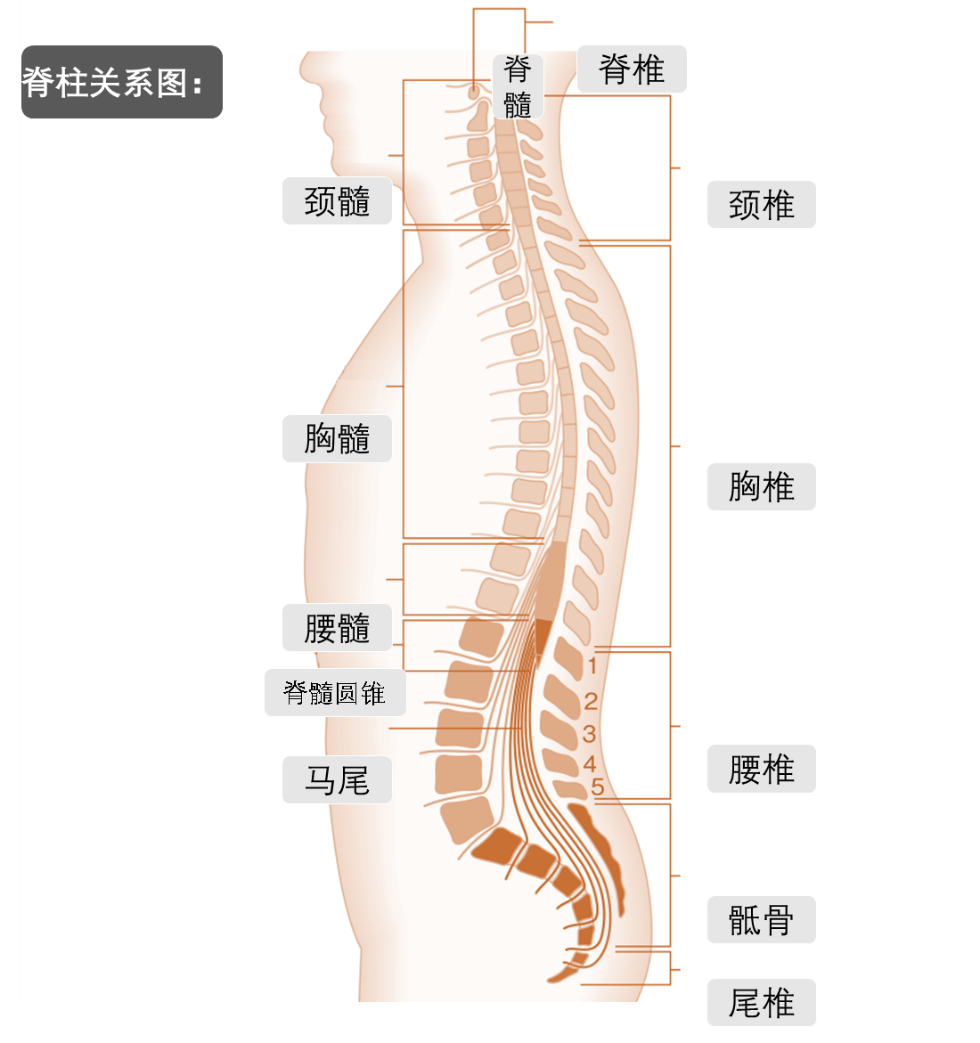 /images/2021/04/27/脊索瘤111.png 脊索瘤111.png